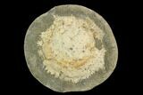 Spiny Fossil Crab (Trichopeltarion) Nodule (Pos/Neg)- New Zealand #129396-1